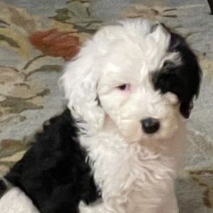 Meet your Posher, Deborah